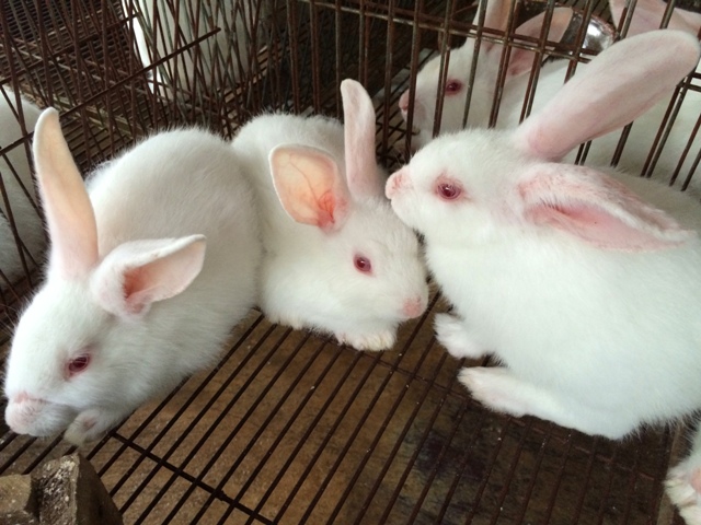 Một số bệnh thỏ thường gặp cần đặc biệt chú ý trong mô hình chăn nuôi thỏ thịt hiện nay (Phần 1)