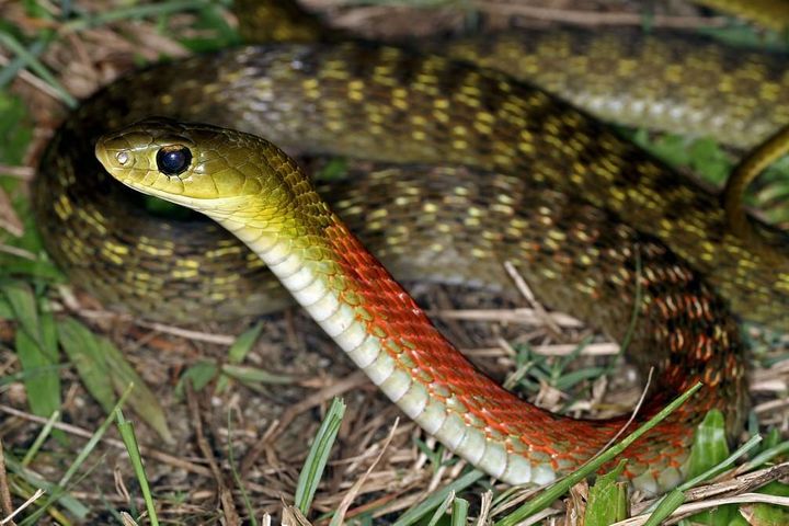 Loài rắn ở Việt Nam tích độc từ con mồi cực dị - Báo Kiến Thức