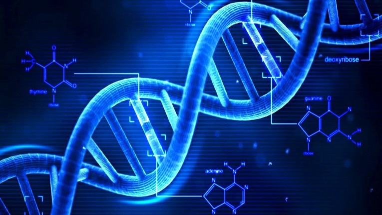 ADN có chức năng lưu giữ, bảo quản và truyền đạt thông tin di truyền giữa các thế hệ