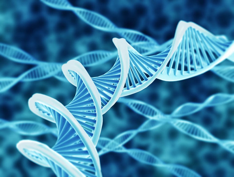 Chức năng của ADN là gì ADN có cấu tạo như thế nào?