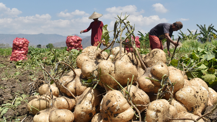 Dinh dưỡng của củ đậu giúp kiểm soát đường huyết tăng miễn dịch