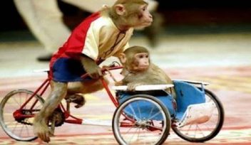 Mơ thấy khỉ đánh con gì - giải mã giấc mơ thấy khỉ