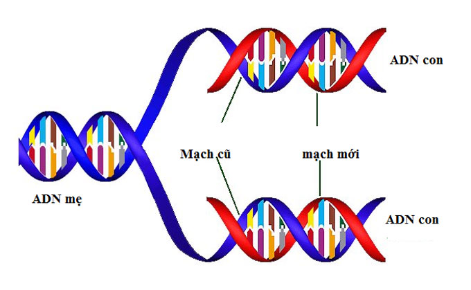 Các đặc tính cơ bản của ADN